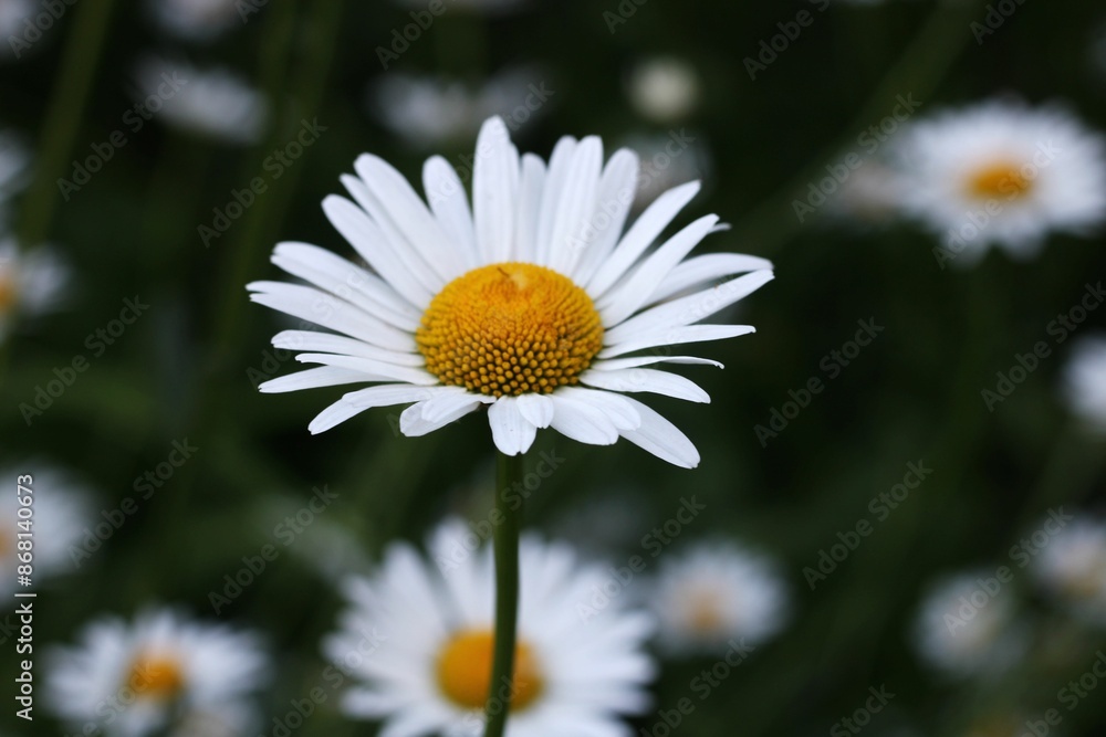 Obraz premium daisy flower