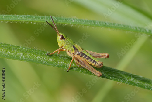 Closeup on a young European Common meadow grasshopper, Pseudochorthippus parallelus on a grass straw