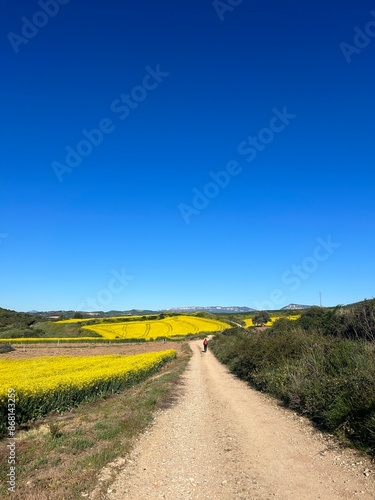 Road in the field