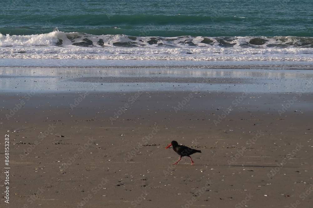 Walking seabirds Walking seabirds