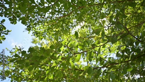 Beautiful summer sunlight with green leaves under blue sky. Sun rays break through lush foliage branches swaying in the wind. Nature background close up.