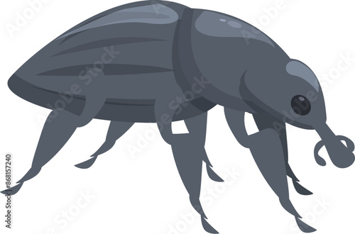 Gray weevil walking with six legs and a snout