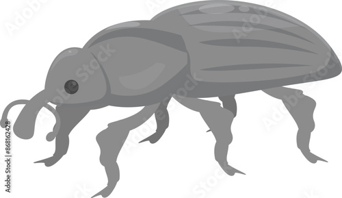 Gray beetle is walking on a white background