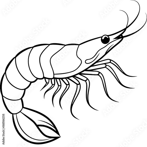 shrimp vector illustration