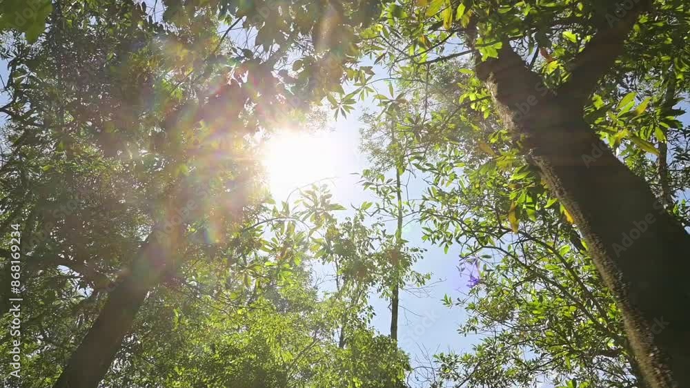 Beautiful summer hiking under the shade of green trees in tropical rainforest. Looking up moving forward through the treetops against sun ray with blue sky. Low angle view video shot. 