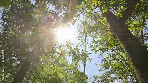 Beautiful summer hiking under the shade of green trees in tropical rainforest. Looking up moving forward through the treetops against sun ray with blue sky. Low angle view video shot. 