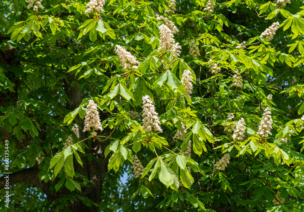 Young Light Green Chestnut Tree Leaves and Flowers Illuminated by the Sun, Blooming Chestnut Tree Young Light Green Chestnut Tree Leaves and Flowers Illuminated by the Sun, Blooming Chestnut Tree