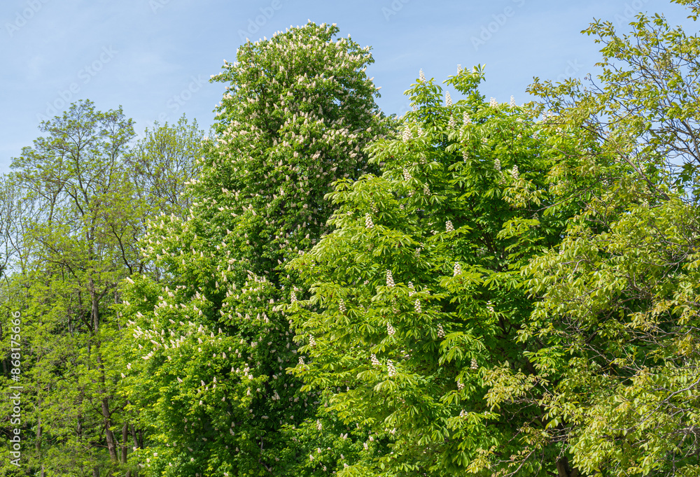 Young Light Green Chestnut Tree Leaves and Flowers Illuminated by the Sun, Blooming Chestnut Tree Young Light Green Chestnut Tree Leaves and Flowers Illuminated by the Sun, Blooming Chestnut Tree