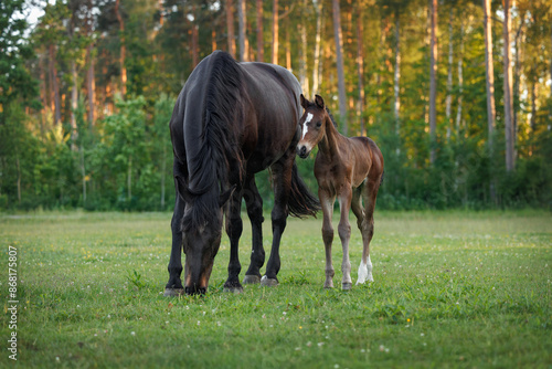 beautiful young foal with mother horse on a pasture in summer