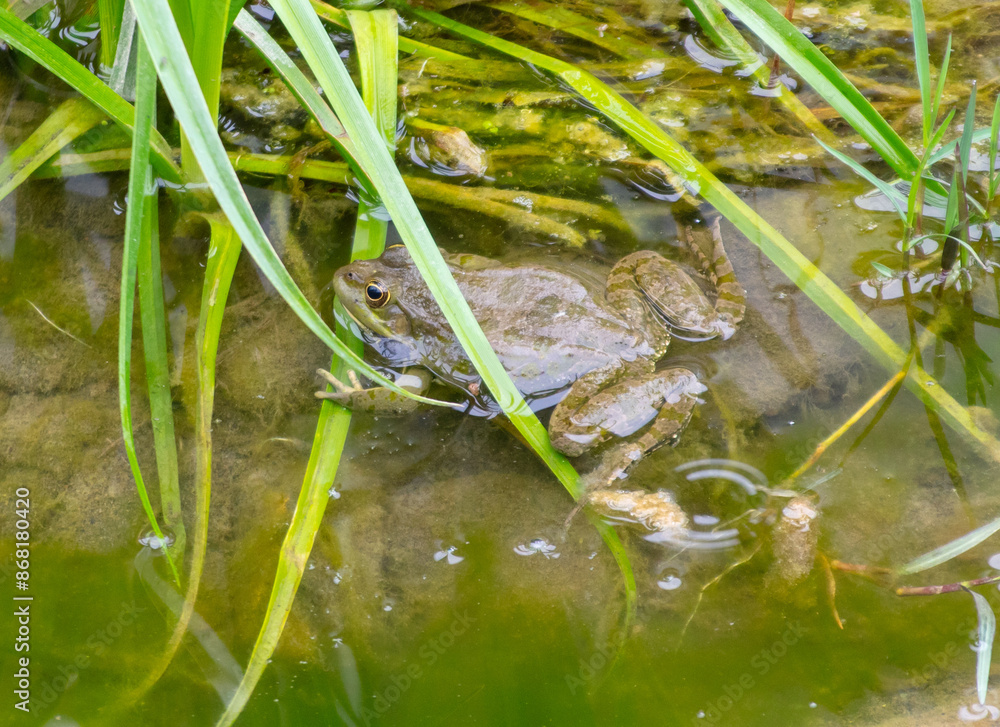 Portrait of a frog in a swamp Portrait of a frog in a swamp