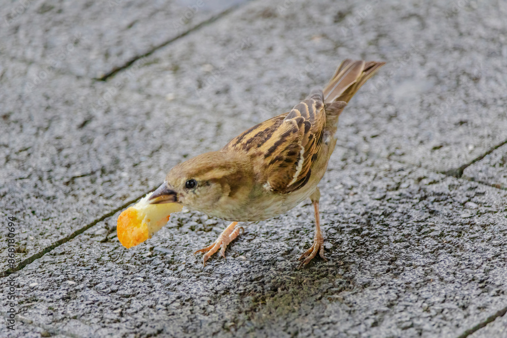A small bird is eating a piece of orange bread A small bird is eating a piece of orange bread