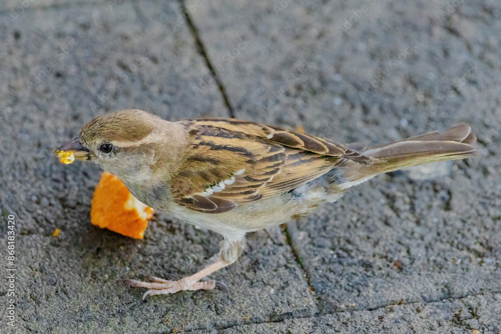 Fototapeta premium A small bird is eating a piece of orange bread