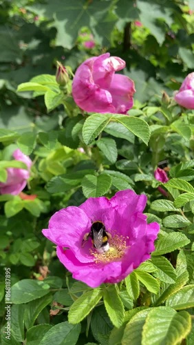 Wallpaper Mural Dzika róża, pszczoły bąki Torontodigital.ca