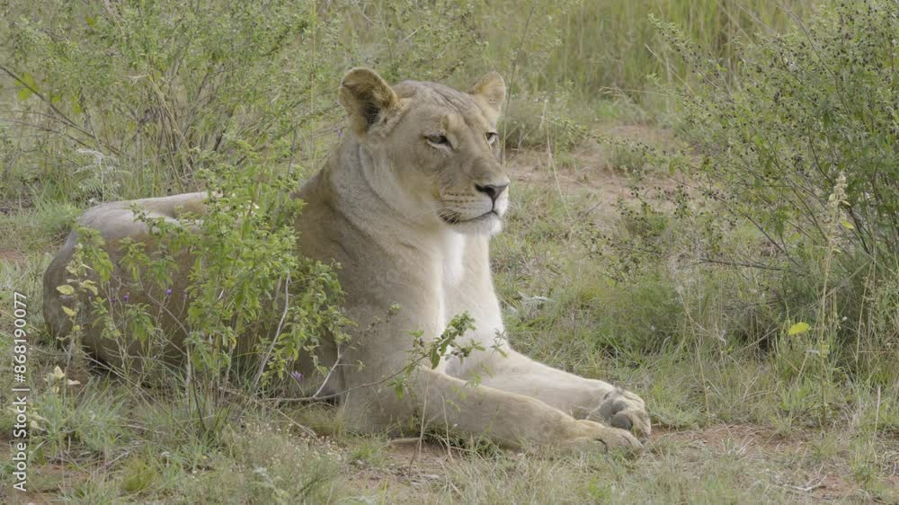 Lion Close Up Sitting in Brush Relaxing in the Morning Lion Close Up Sitting in Brush Relaxing in the Morning