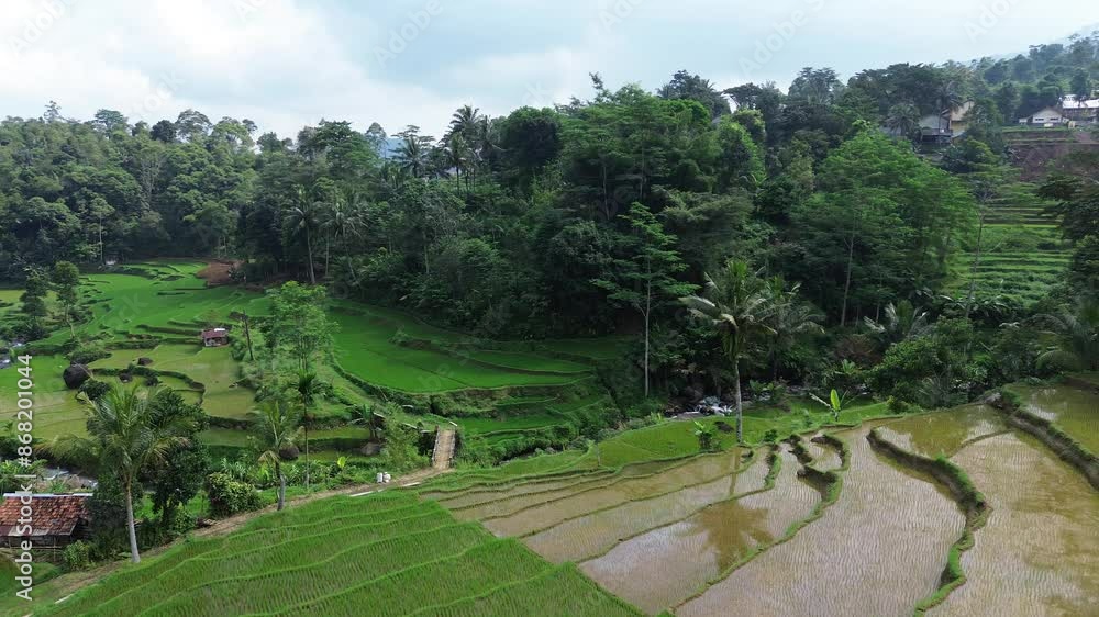 Aerial view of a beautiful rice terrace with some coconut trees. Aerial view of a beautiful rice terrace with some coconut trees.