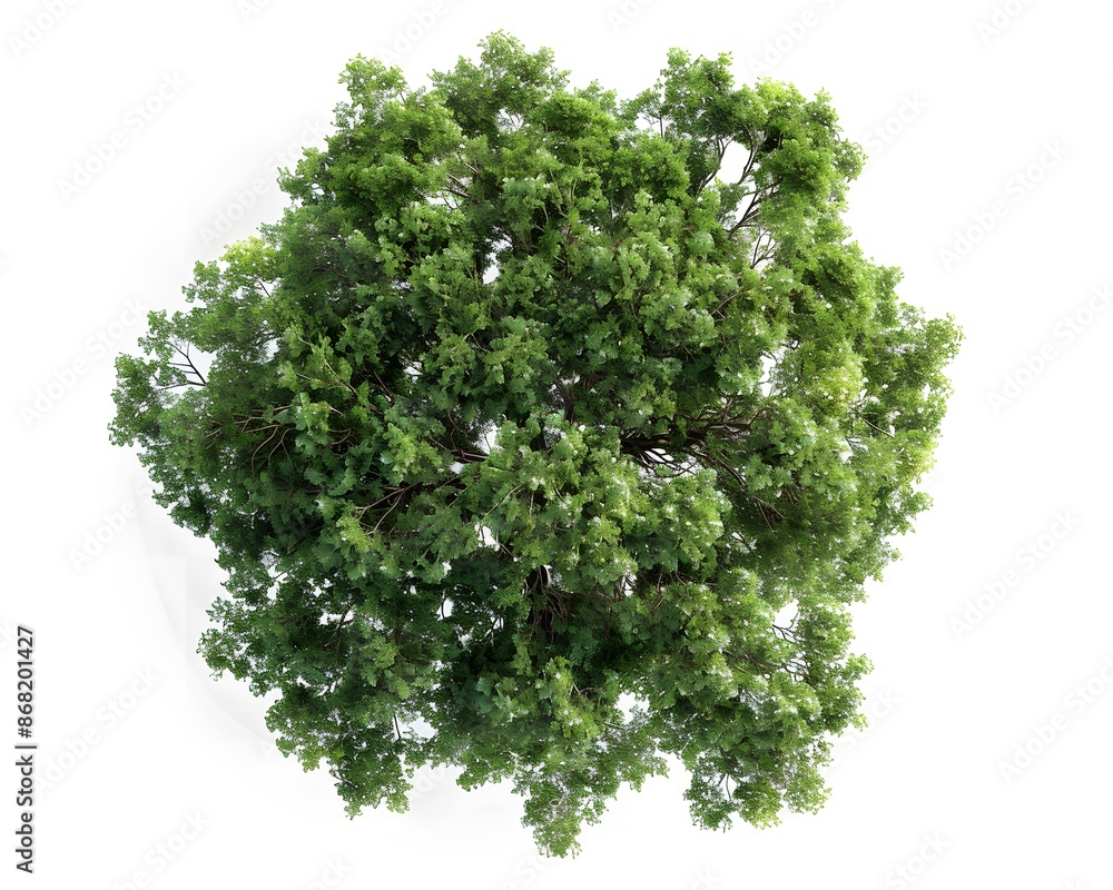 Fototapeta premium A top-down view of an entire green tree on a white background