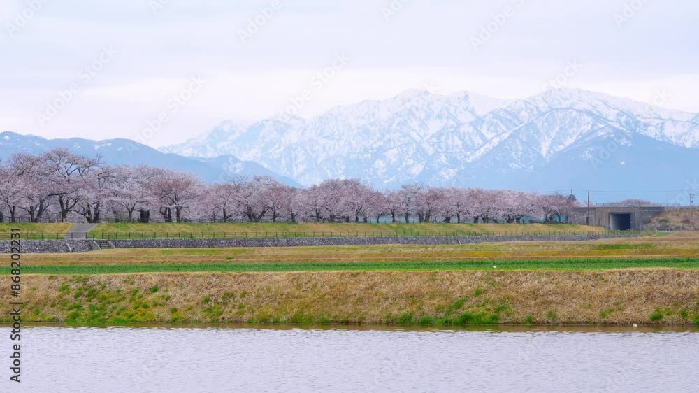 Sakura trees springtime scene in Japan along Funakawa River in Asahi, Toyama. This location is known for its stunning Sakura trees springtime scene in Japan along Funakawa River in Asahi, Toyama. This location is known for its stunning