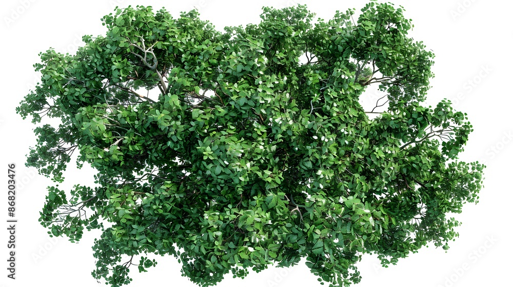 A top-down view of an entire green tree on a white background A top-down view of an entire green tree on a white background