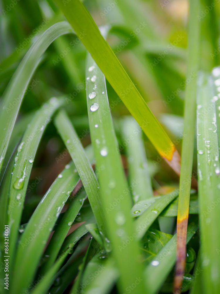 Fototapeta premium 梅雨の長雨。雨に濡れた葉