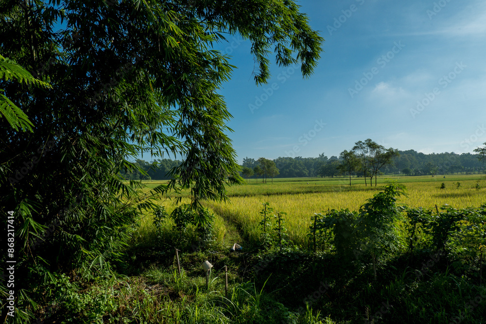 Fototapeta premium trees in the field