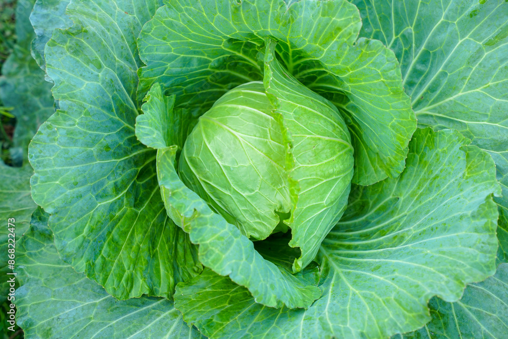 Obraz premium Fresh Green cabbage head in the garden