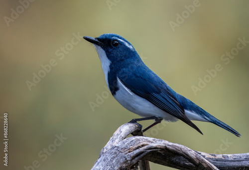 Beautiful ultramarine flycatcher bird closeup