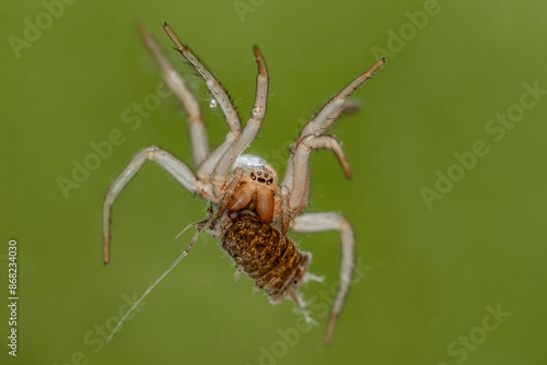 Eine Wasserspinne fängt eine Wasserassel unter Wasser, Argyroneta aquatica