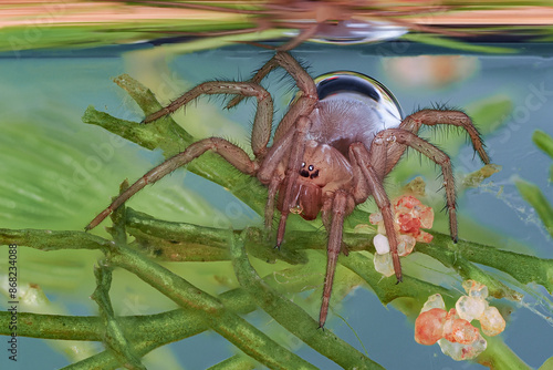Eine Wasserspinne unter Wasser, Argyroneta aquatica