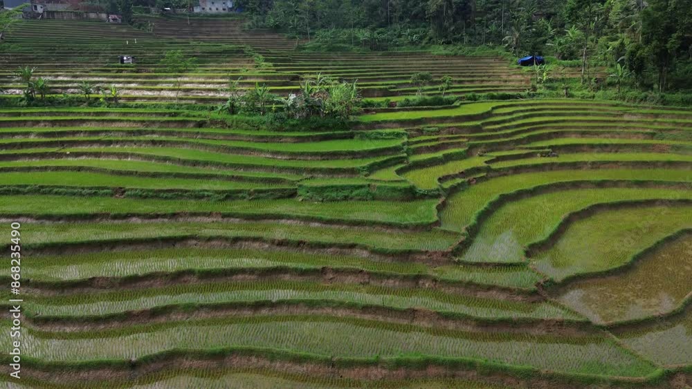 Aerial view of a beautiful rice terrace with some coconut trees. Aerial view of a beautiful rice terrace with some coconut trees.