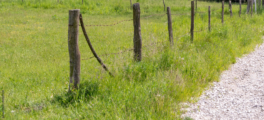 Fototapeta premium Barbed wire on a rural fence, wooden posts, green field, overgrown grass, rustic setting, countryside scene