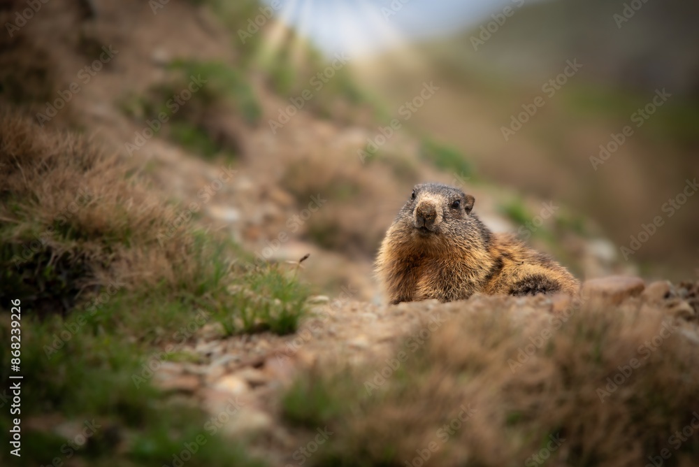 Murmeltier, Murmeltier in den Alpen, Munggen, Mankei, Marmota Murmeltier, Murmeltier in den Alpen, Munggen, Mankei, Marmota
