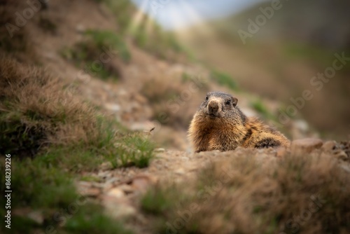 Wallpaper Mural Murmeltier, Murmeltier in den Alpen, Munggen, Mankei, Marmota Torontodigital.ca