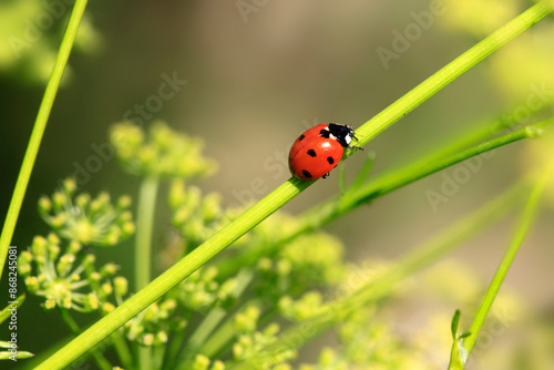 Colorful bugs in summer garden
