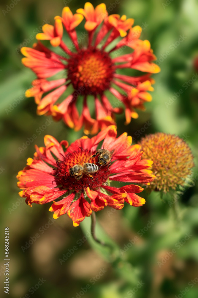 Colorful bugs in summer garden Colorful bugs in summer garden