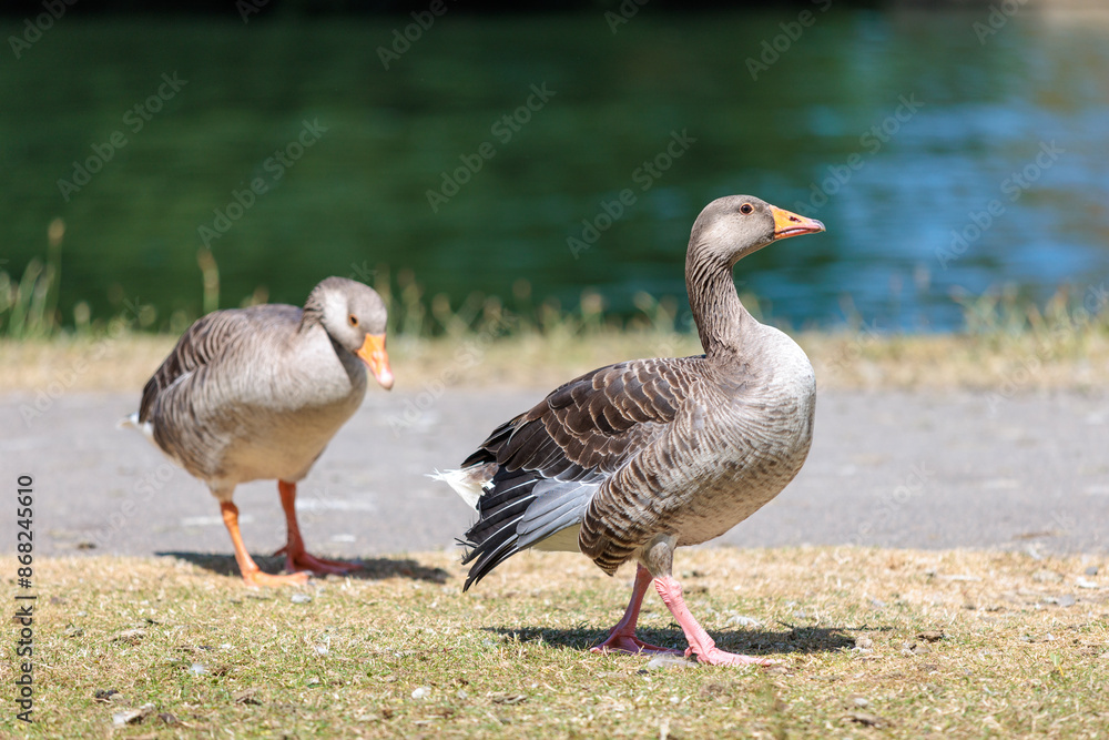 group of Goose on riverside , river thames, berkshire, england group of Goose on riverside , river thames, berkshire, england