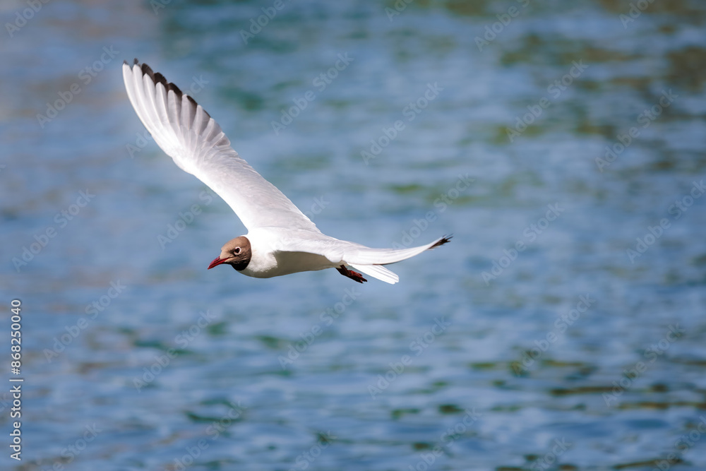Black headed gull flying across riverside, river thames, berkshire, united kingdom Black headed gull flying across riverside, river thames, berkshire, united kingdom