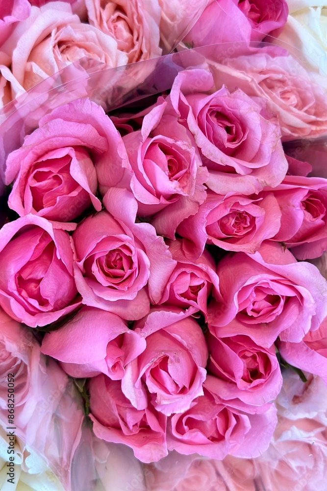 Close-up photo of a bouquet of pink roses Roses are packed together. Showing off its delicate petals and appearance in various shades of pink. From light colors to bright colors H pink roses Close-up photo of a bouquet of pink roses Roses are packed together. Showing off its delicate petals and appearance in various shades of pink. From light colors to bright colors H pink roses