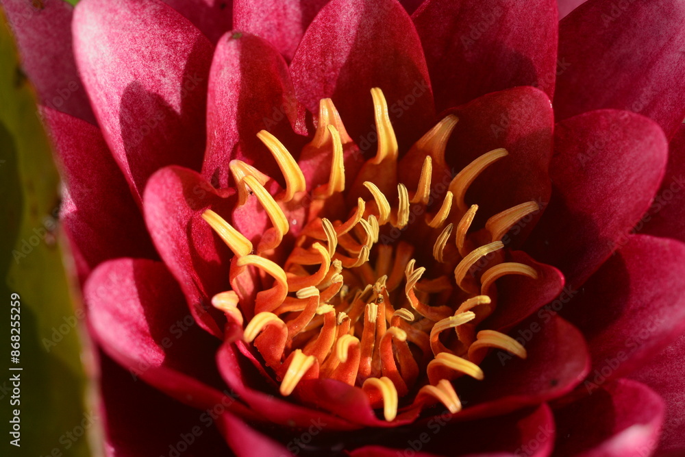 Close-up of an open pink water lily flower. Macro Close-up of an open pink water lily flower. Macro