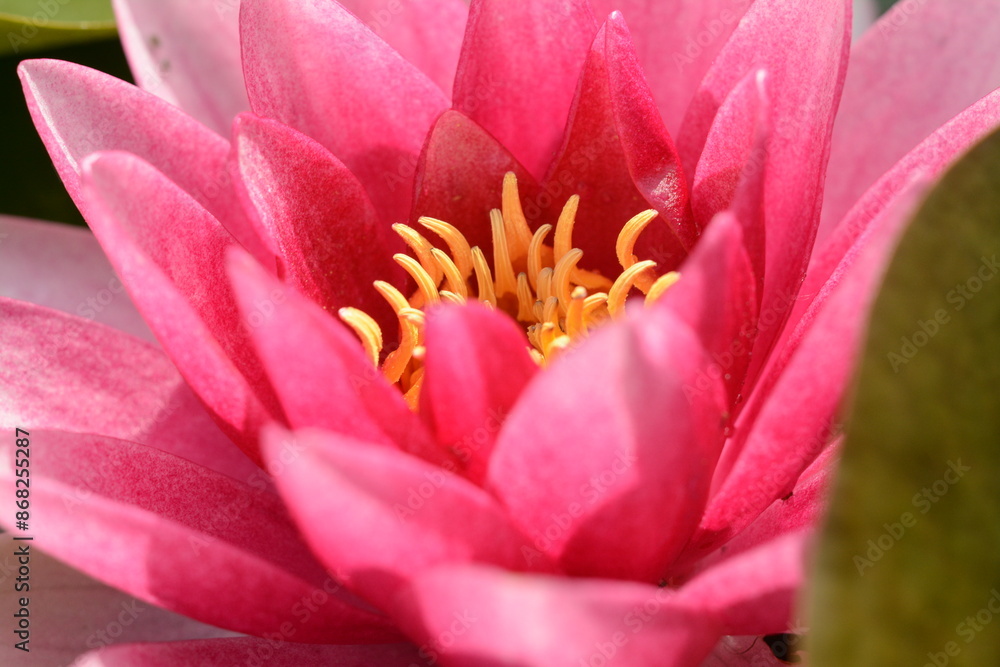 Fototapeta premium Pink-red water lily flower close up. Macro