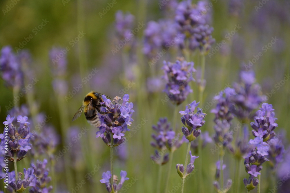 Fluffy bumblebee sits on a lavender flower on a field Fluffy bumblebee sits on a lavender flower on a field