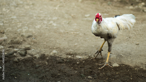 young rooster in the yard. selective focus