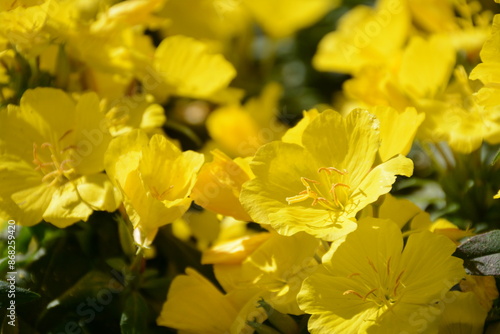 Many yellow oenothera biennis (evening primrose) flowers bloom in the garden in the sun