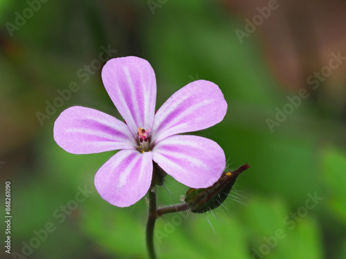  Der stinkende Storchschnabel (Geranium robertianum)