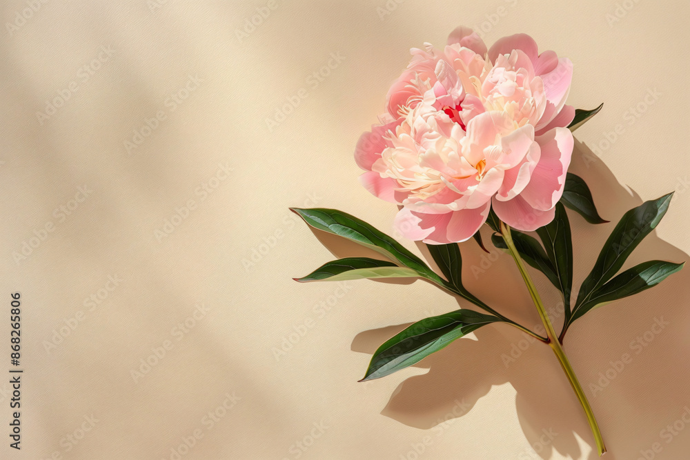 Obraz premium Photo of a single peony flower on a beige background, with its shadow casting a delicate pattern. Isolated on a pastel background