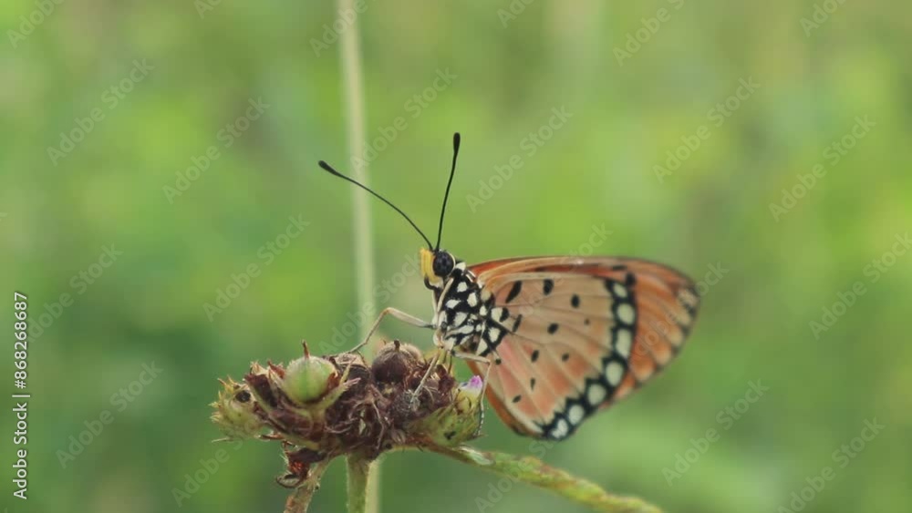 butterfly on a flower butterfly on a flower
