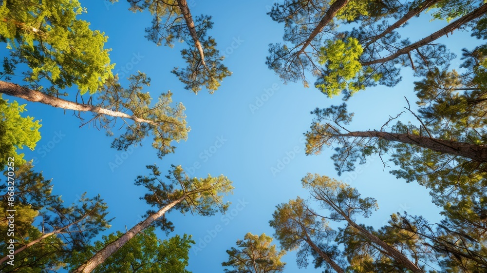 Obraz premium Trees viewed from below with a clear blue sky behind