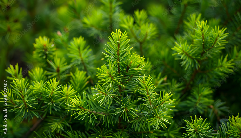 Fototapeta premium Natural background of young fir-tree branches with small needles. Growing new evergreen fir tree. Pine branches with young green needles for publication, poster, screensaver