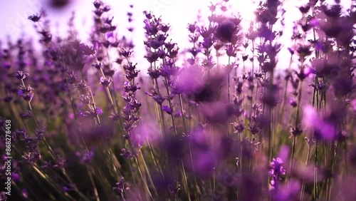 Lavender fields with fragrant purple flowers bloom at sunset. Lush lavender bushes in endless rows. Organic Lavender Oil Production in Europe. Garden aromatherapy. Slow motion, close up