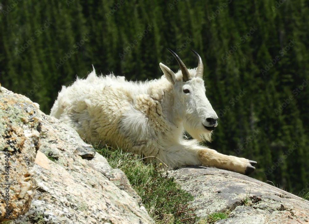 a rocky mountain mountain goat resting on a granite boulder in the blue mesa wildreness area in the rocky mountains near breckenridge, colorado a rocky mountain mountain goat resting on a granite boulder in the blue mesa wildreness area in the rocky mountains near breckenridge, colorado