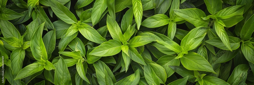Many fresh lemon verbena leaves texture background, fragrant spices pattern, Aloysia citrodora Many fresh lemon verbena leaves texture background, fragrant spices pattern, Aloysia citrodora